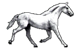 horsewh2.gif